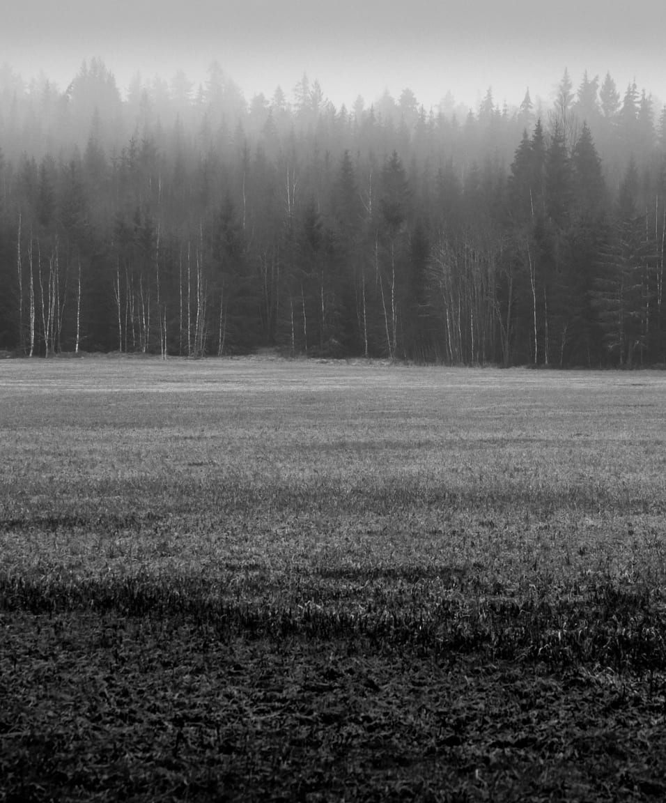 foresta in bianco e nero durante la nebbia in pianura padana